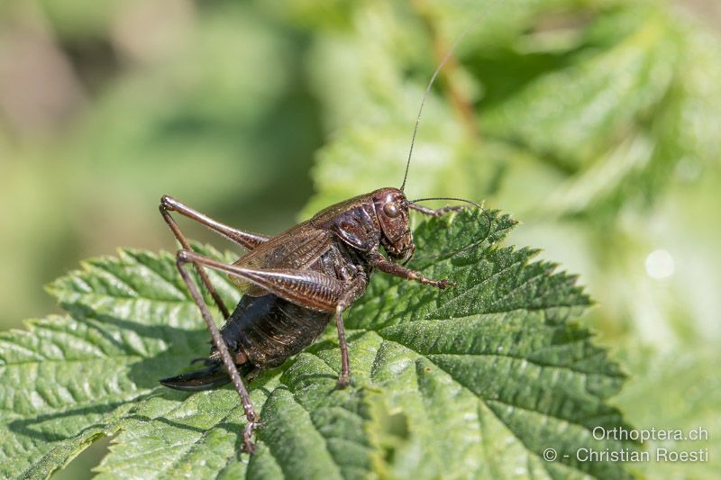 Zeuneriana marmorata ♀ - SLO, Osrednjeslovenska, Ig, Campigna, 18.07.2015