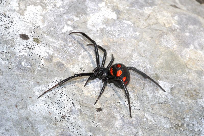 Europäische Schwarze Witwe, Latrodectus tredecimguttatus - HR, Primorsko-goranska županija, Cres, Predošćica, 23.07.2015