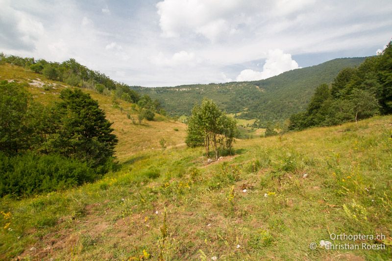 Wüchsige Wiesenvegetation - HR, Istrien, Ucka Nationalpark, 24.07.2015