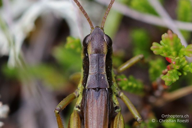 Halsschild von Podismopsis styriaca ♂ von oben betrachtet - AT, Kärnten, Reichenfels, 16.09.2016