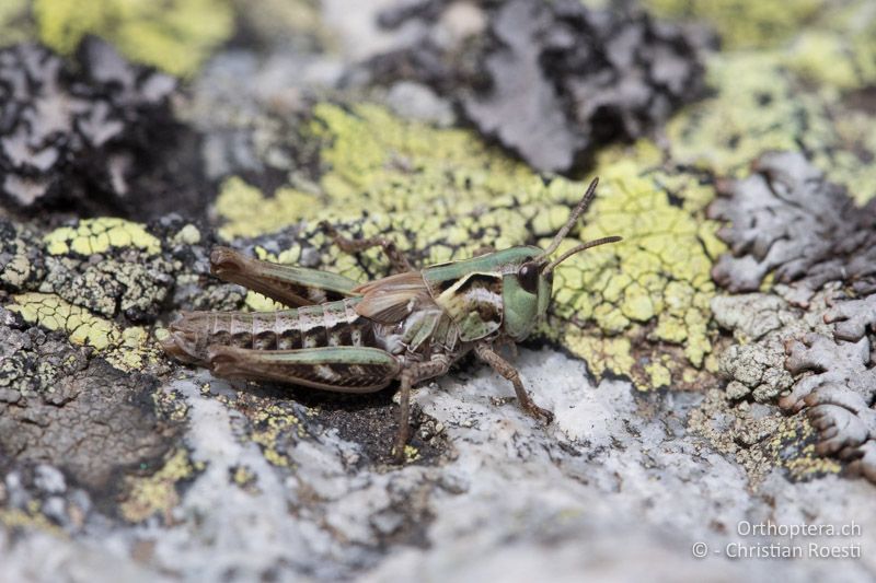 Frisch gehäutetes ♀ von Aeropedellus variegatus im letzten Larvenstadium - CH, GR, Muottas Muragl, 19.09.2019