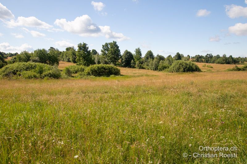 Extensive, landwirtschaftlich genutze Wiesen mit einer enormen Artenvielfalt und Dichte an Heuschrecken - RO, Transsylvanien, Băile Homorod, 14.07.2020