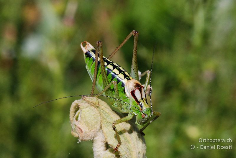 Buntschrecke Poecilimon affinis ♂ - GR, Westmakedonien, Mt. Vernon, 10.07.2013