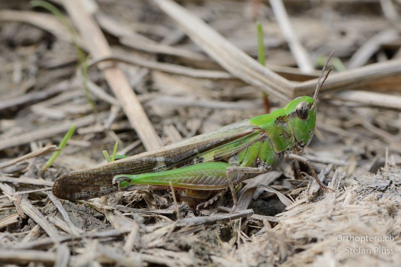 Aiolopus puissanti ♀ bei der Eiablage - FR, bei Arles, 08.07.2014