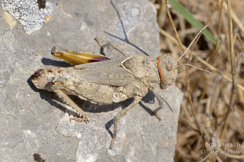 ♀ der Steinschrecke Asiotmethis limbatus - GR, Zentralmakedonien, Alistrati, 07.07.2013