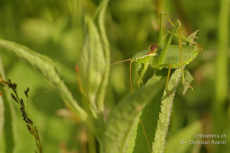 Isophya kraussii ♂ - DE, Baden-Württemberg, Irndorfer Hardt, 24.06.2006