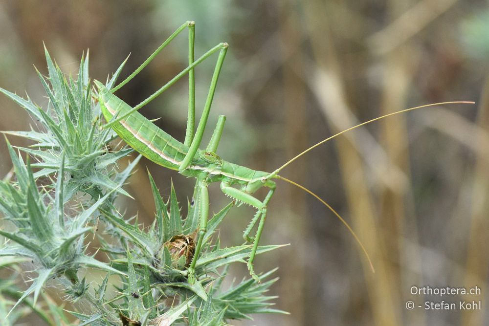 Saga campbelli ♂ - BG, Chaskowo, Matochina, 09.07.2018