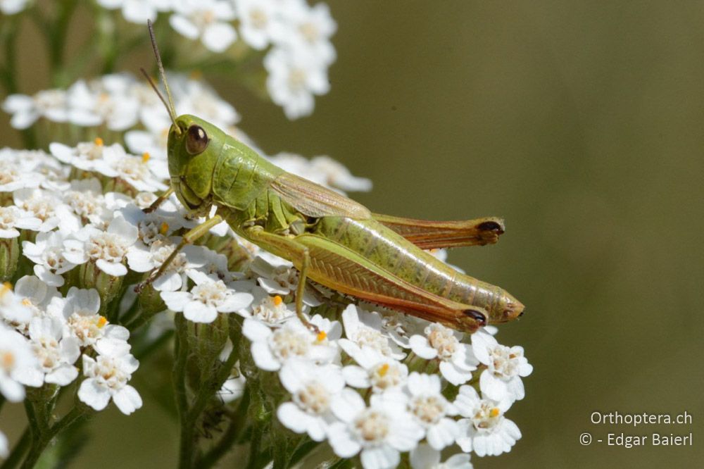 Pseudochorthippus parallelus ♀ - BG, Blagoevgrad, Waldlichtung vor Raslog bei Bansko, 14.07.2018