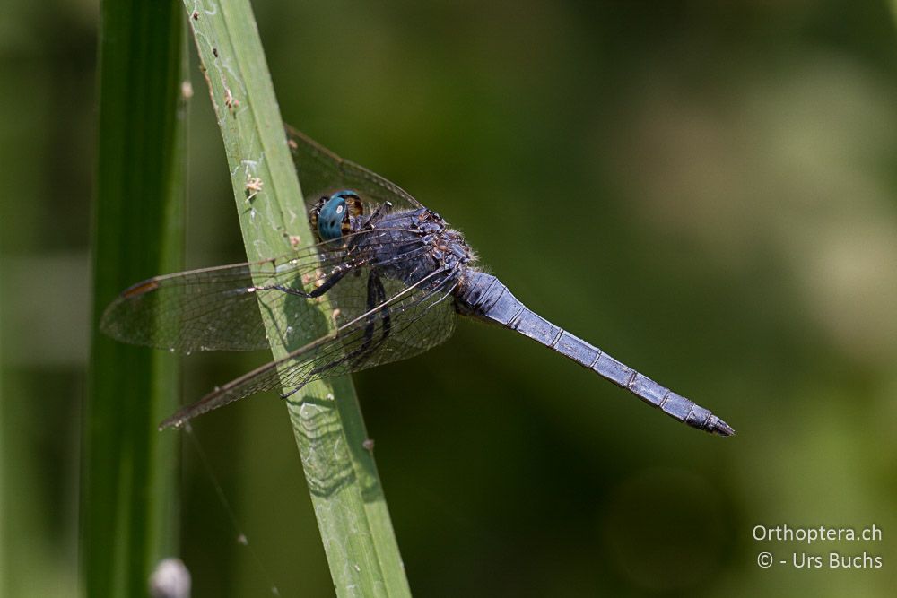 Orthetrum coerulescens - GR, Zentralmakedonien, Kerkini-See, 08.07.2013