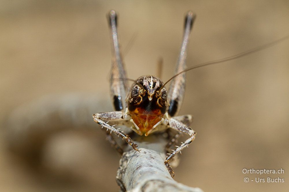 Portrait von Bucephaloptera bucephala - GR, Thessalien, Meteora, 13.07.2013