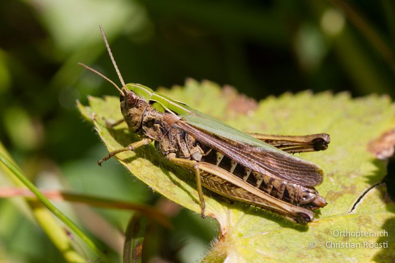 Omocestus viridulus ♀ - CH, BE, Stechelberg, 15.08.2013