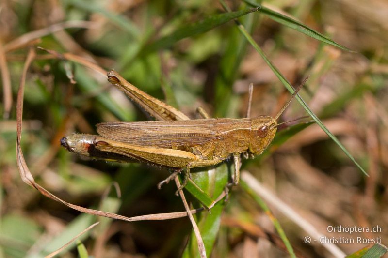 Chorthippus dorsatus ♀ - CH, BL, Diegten 21.08.2013