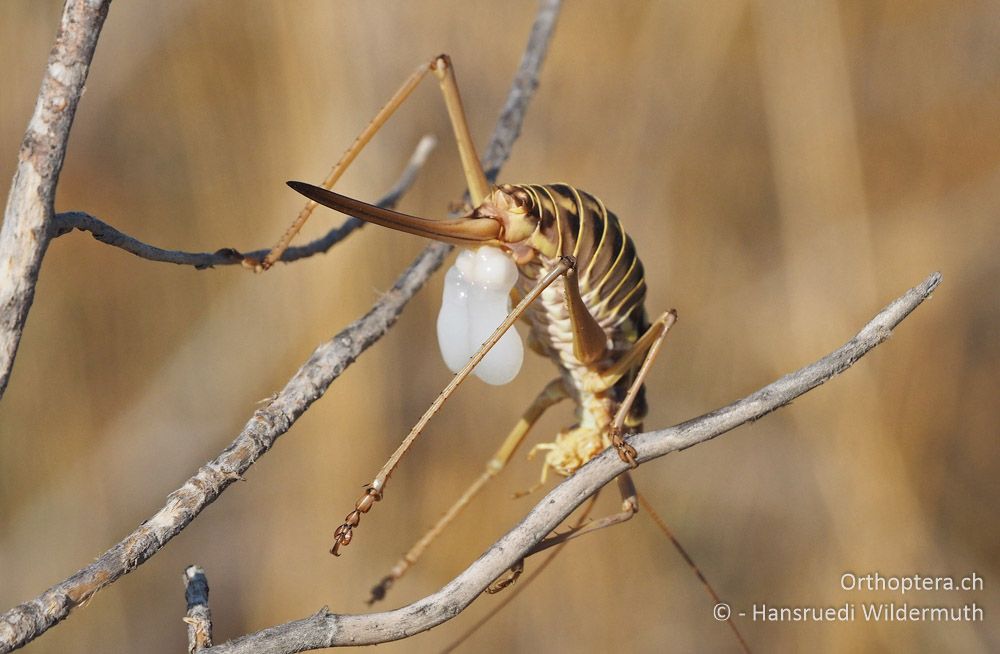 Ephippiger discoidalis ♀ mit Spermatophore - HR, Istrien, Premantura, 22.07.2015