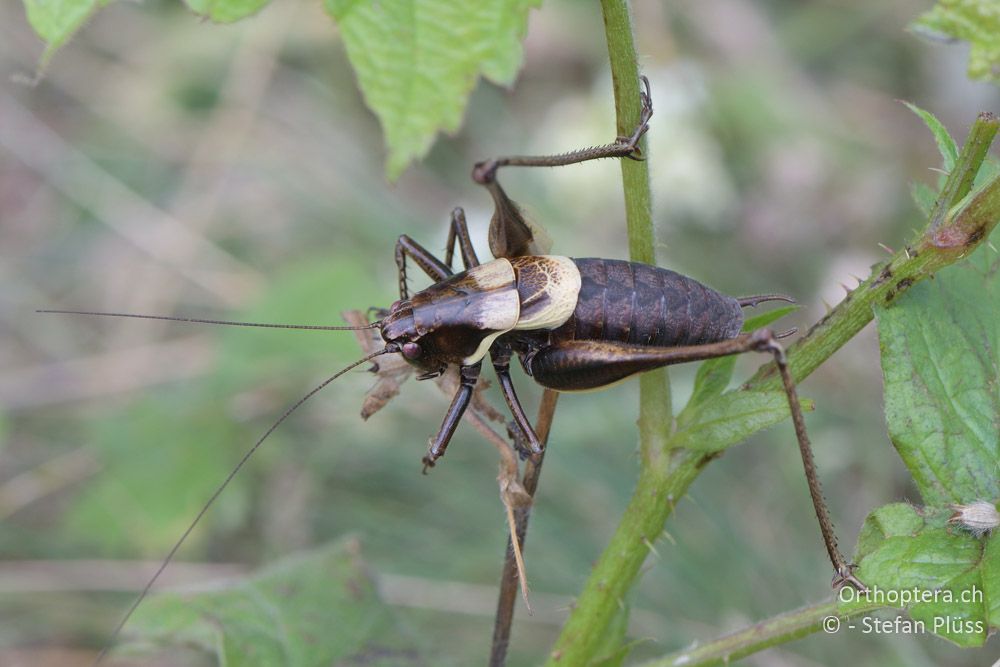 Pholidoptera aptera bulgarica ♂ - BG, Pasardschik, Streltscha, 10.07.2018