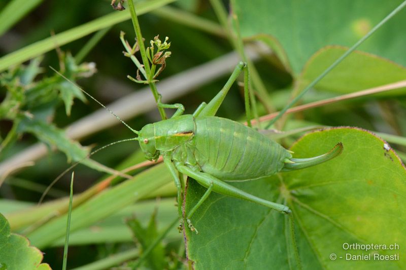 Poecilimon ornatus ♀ - HR, Istrien, Dol , 24.07.2015