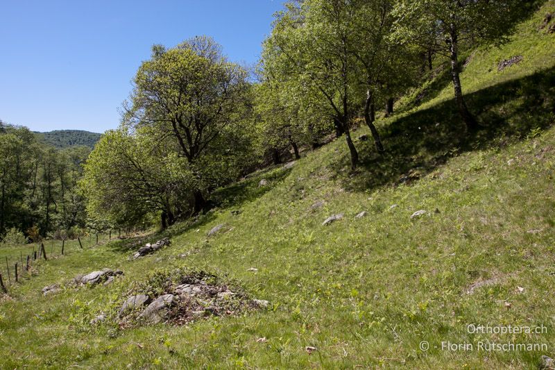 Rinderweide in Waldnähe mit vereinzelten Adlerfarnen als Larvallebensraum - CH, TI, Mugena, 12.05.2012