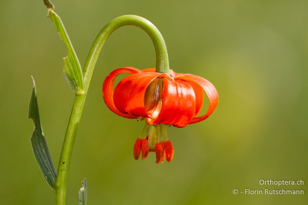 Krainer Lilie (Lilium carniolicum) - HR, Istrien, Učka-Gebirge, 11.06.2014