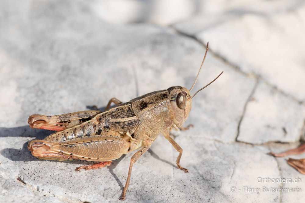 Paracaloptenus cristatus ♀ - HR, Istrien, Mala Učka, 20.07.2015