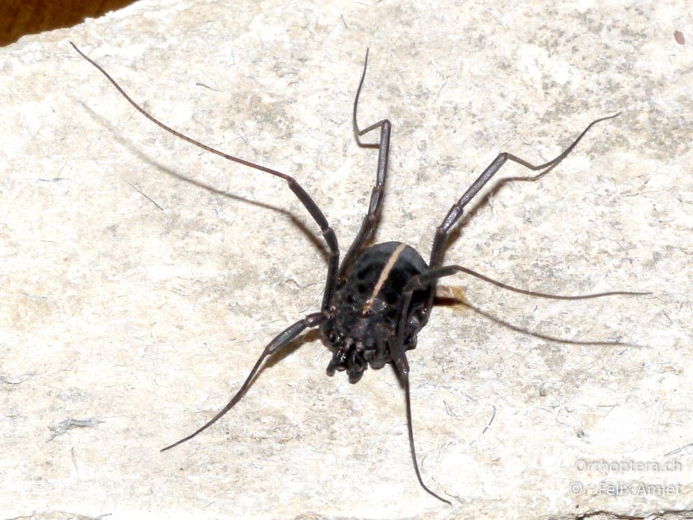 Kanker Zacheus crista - GR, Ostmakedonien, Mt. Pangeon, 06.07.2013