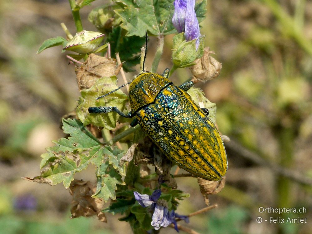 Prachtkäfer Julodis ehrenbergii - GR, Zentralmakedonien, Alistrati, 07.07.2013