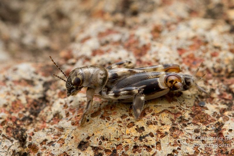 Grabschrecke (Tridactylidae) - SA, Limpopo, Mutale, Pafuri River Camp, 02.01.2015