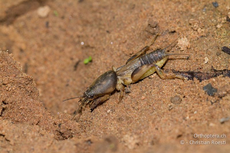 Kleine Maulwurfsgrille (Gryllotalpa cf. africana) - SA, Limpopo, Mutale, Pafuri River Camp, 04.01.2015