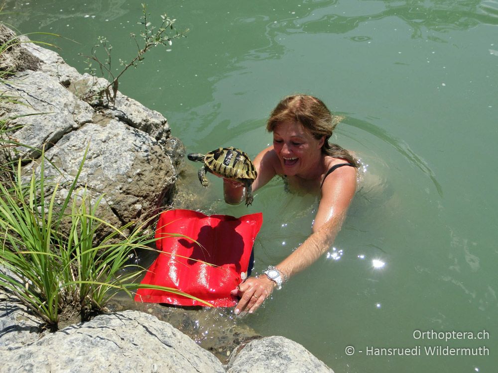 Vor dem Ertrinken gerettet: Griechische Landschildkröte (Testudo hermanni) - GR, Westmakedonien, Grevena (Zufluss des Alimonas), 12.07.2013