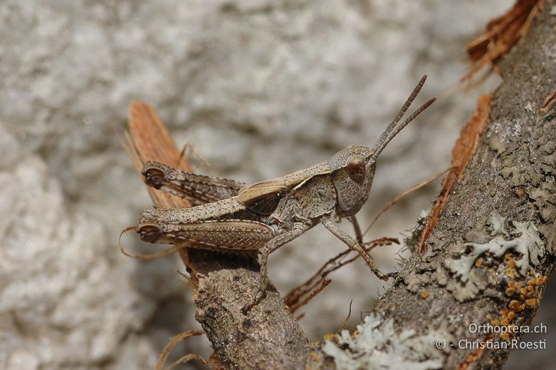 4. Larvenstadium von Chorthippus pullus ♂ - CH, VS, Salgesch, 02.06.2008