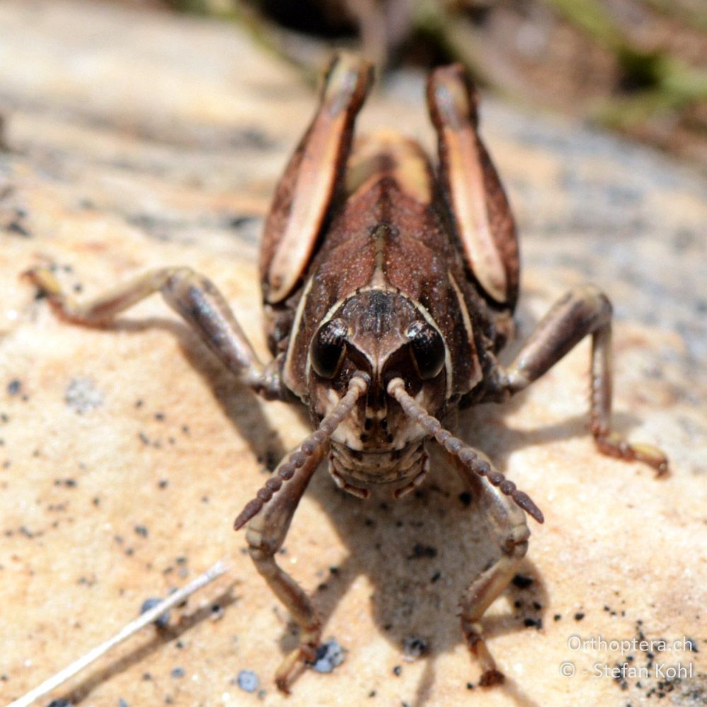 ♂ der Steinschrecke Paranocaracris bulgaricus - GR, Ostmakedonien, Mt. Pangeon, 06.07.2013