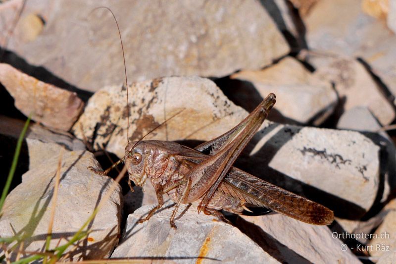 Platycleis intermedia ♀ - FR, Plateau d' Aumelas, 11.07.2014