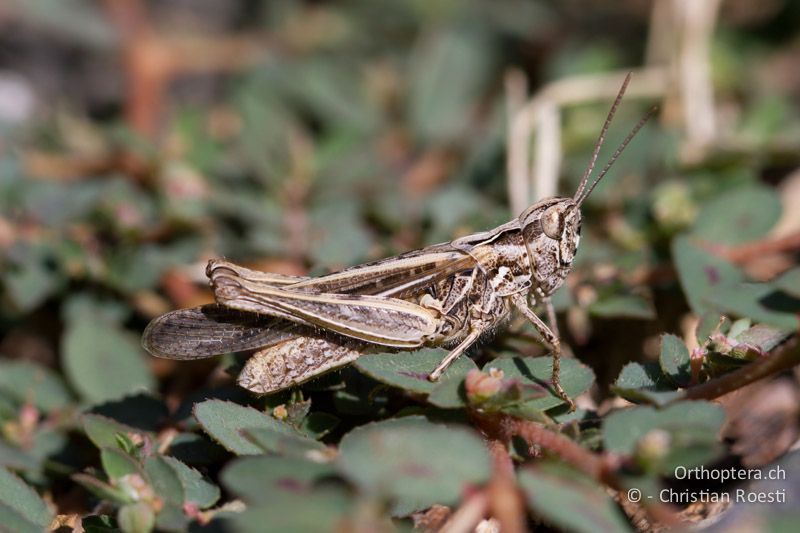 Chorthippus brunneus ♀, frisch gehäutet - CH, TI, Castel-San-Pietro, 03.09.2013