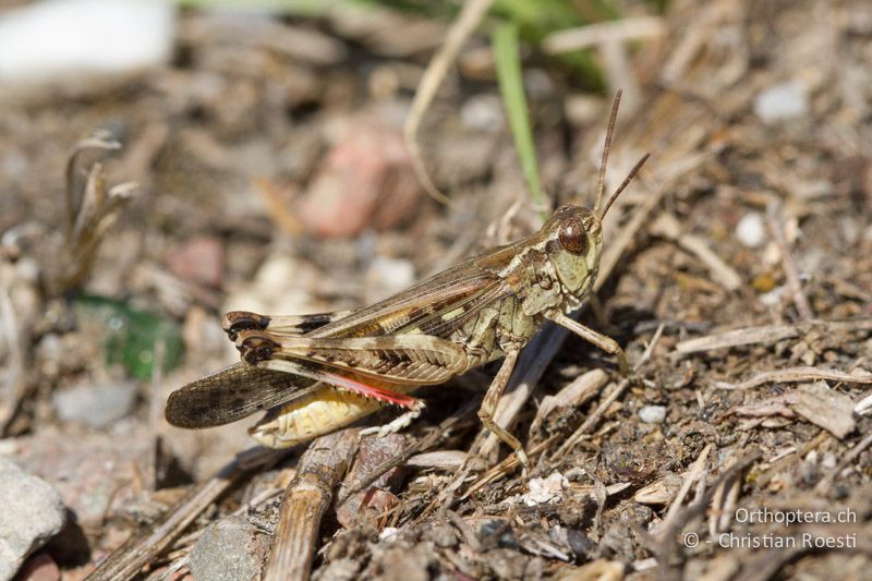 Aiolopus thalassinus ♂ - CH, TI, Coldrerio, 03.09.2013