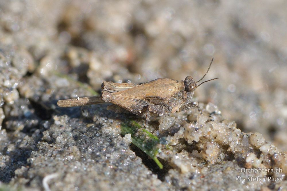 Paratettix meridionalis ♂- BG, Blagoewgrad, Ribnik an der Struma, 13.07.2018