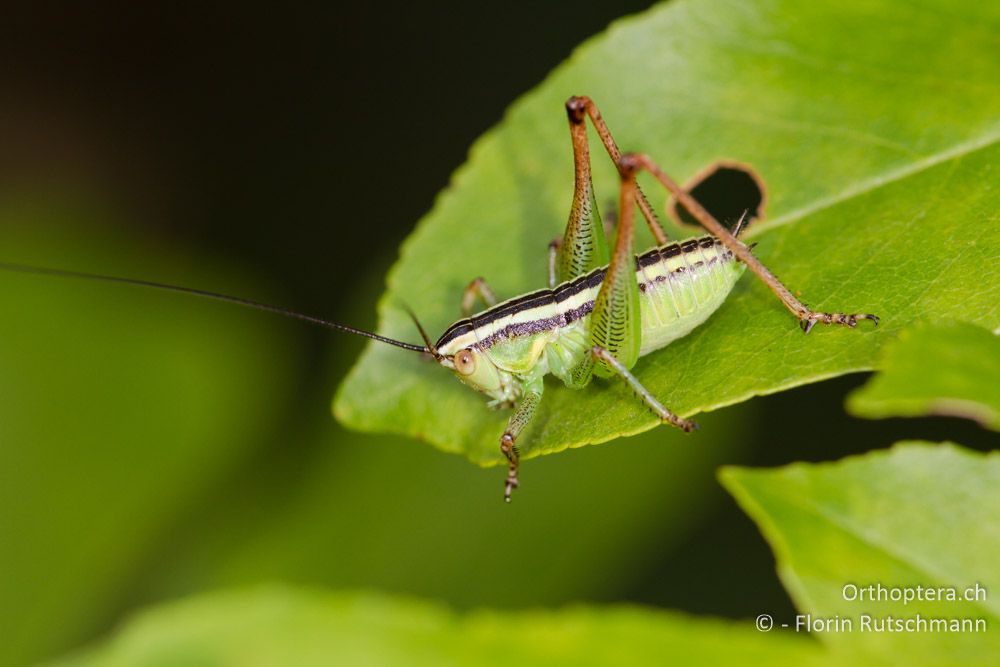 Larve von Pachytrachis striolatus - HR, Istrien, Roč, 14.06.2014