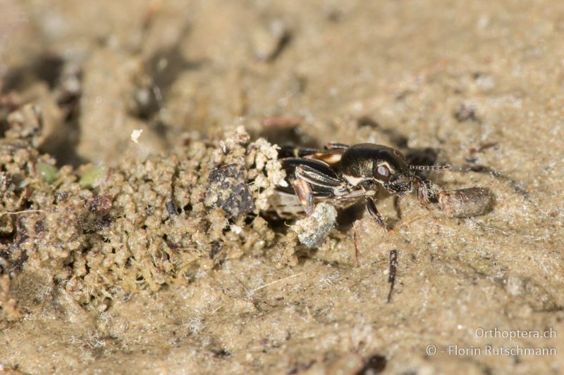 Xya variegata ♀ am Rand einer Galerie - GR, Thessalien, Meteora, 25.05.2016