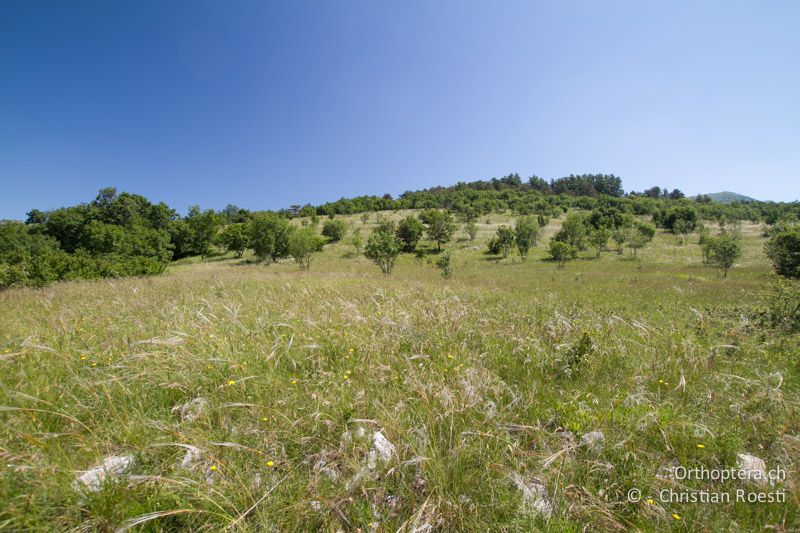 Steppe und Lebensraum von Bicolorana kuntzeni - HR, Istrien, Račja Vas, 10.06.2014