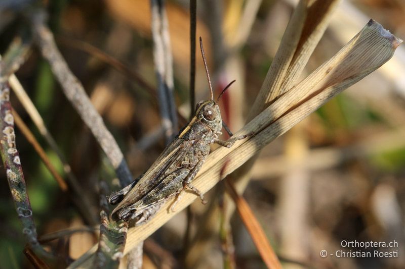 Epacromius coerulipes ♂ - AT, Burgenland, Oggau am Neusiedlersee, 15.09.2016