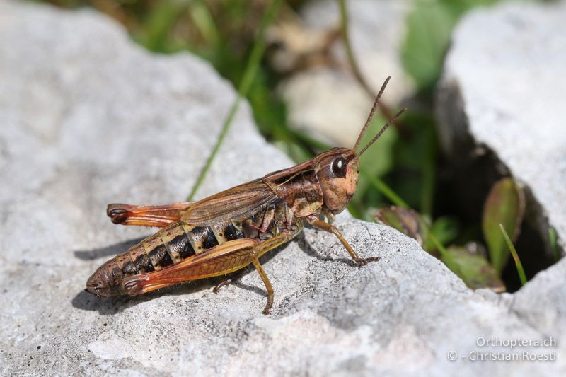 Chorthippus alticola ♀ - SLO, Goriška, Tolmin, Mt. Vogel, 19.09.2016