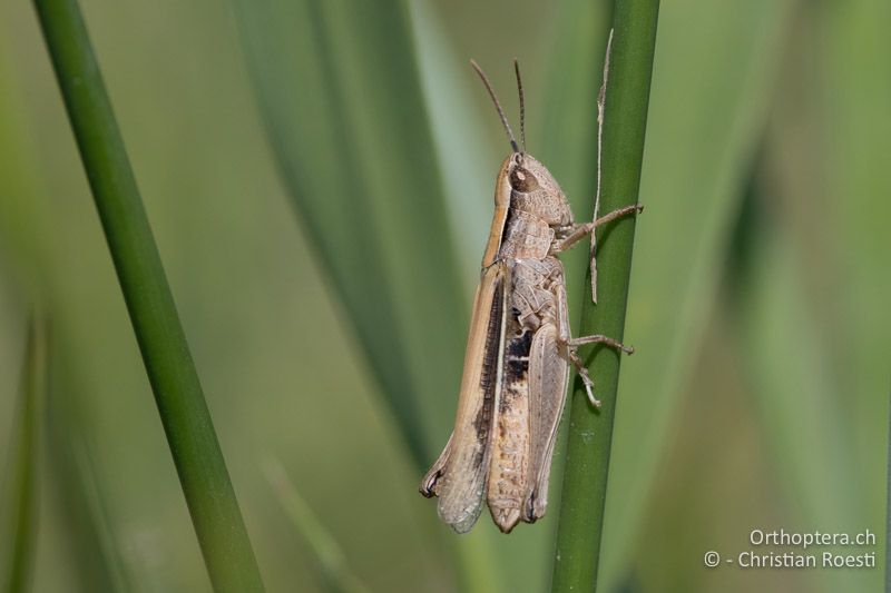 Chorthippus oschei ♀ - GR, Westmakedonien, Kleiner Prespasee, 13.07.2017