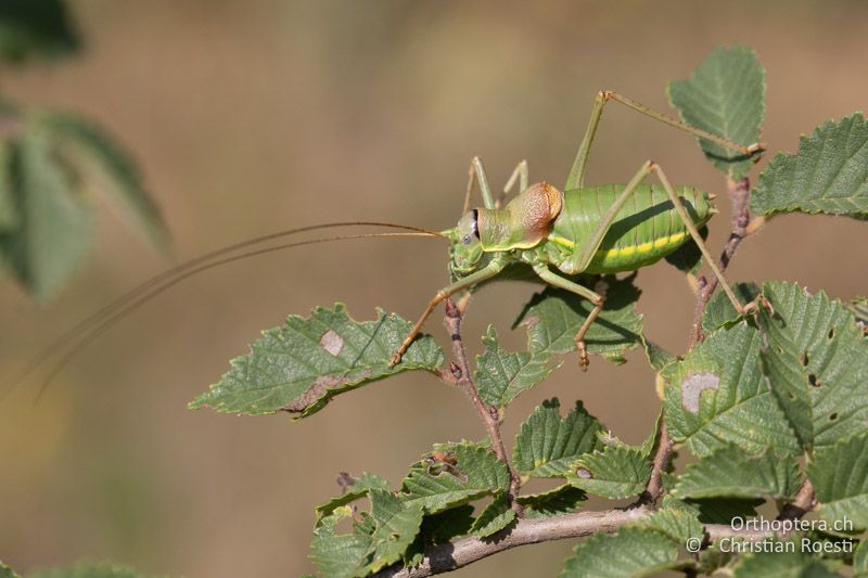 Ephippiger ephippiger ♂ - RO, Dobrudscha, Babadag-Wald, 24.07.2020