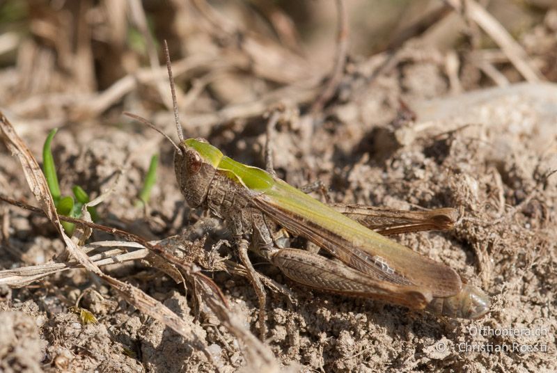 Chorthippus biguttulus ♀ - CH, BE, Wasen, 08.09.2009