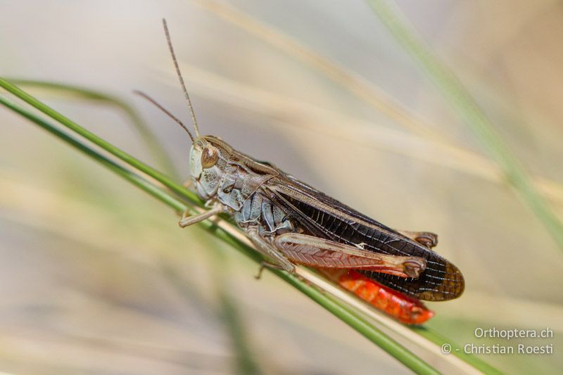 Stenobothrus rubicundulus ♂ - GR, Ostmakedonien, Mt. Pangeon, 12.07.2012