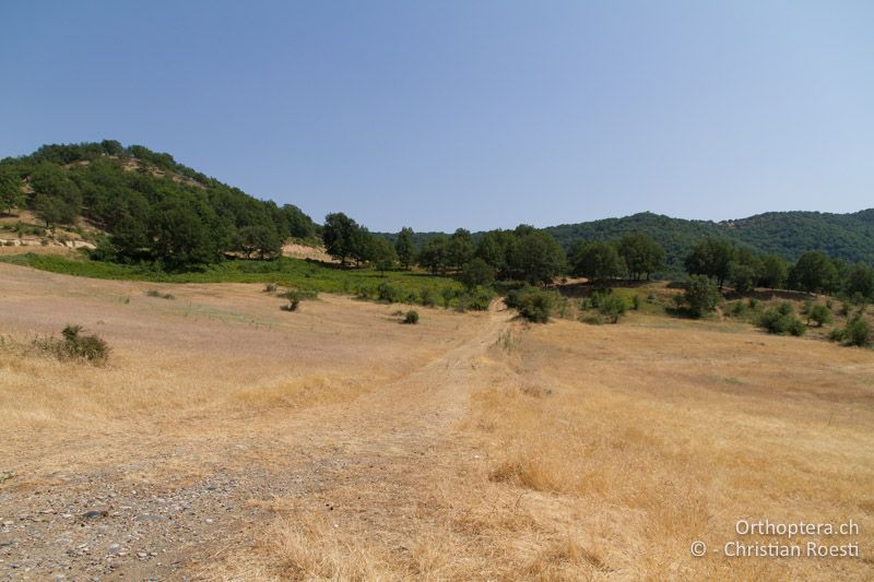 Ausgetrocknete Weide - GR, Thessalien, Meteora, 17.07.2012