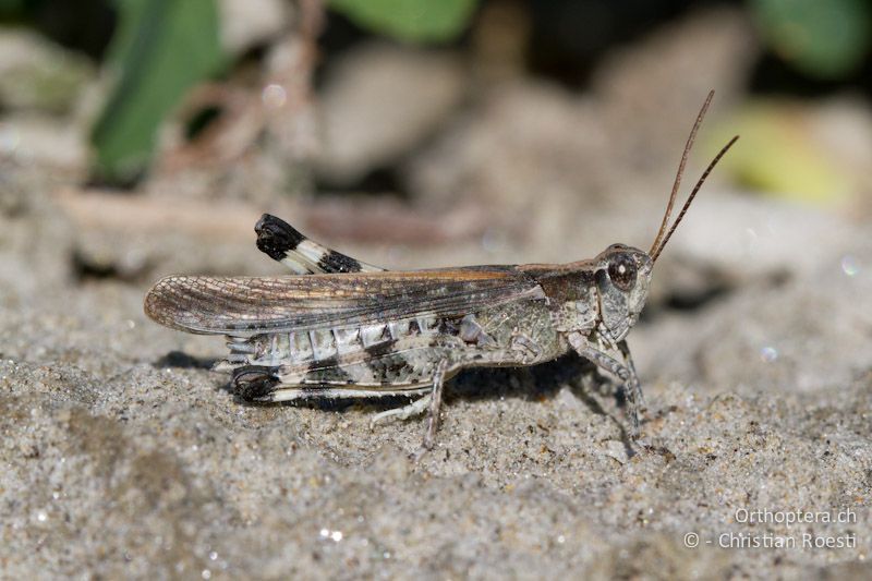 Epacromius tergestinus ponticus ♂ - CH, VS, Salgesch, 11.08.2013