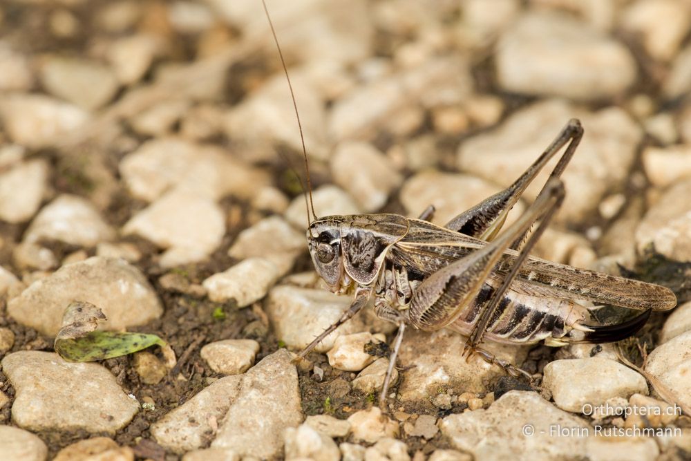 Platycleis romana - HR, Istrien, Boljunsko Polje, 31.07.2014