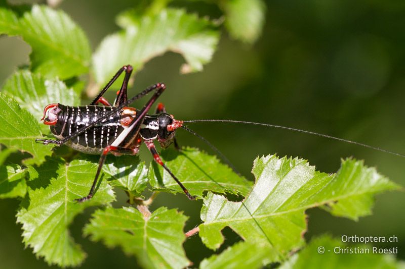 Barbitistes ocskayi ♂ - HR, Istrien, Prodol, 03.06.2014