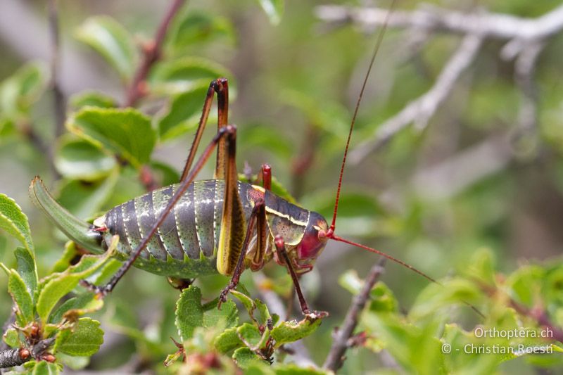 Barbitistes yersini ♀ - HR, Istrien, Salakovci, 13.06.2014