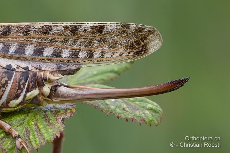 Legeröhre von Decticus albifrons ♀ - FR, Bouches-du-Rhône, Arles, 10.07.2014