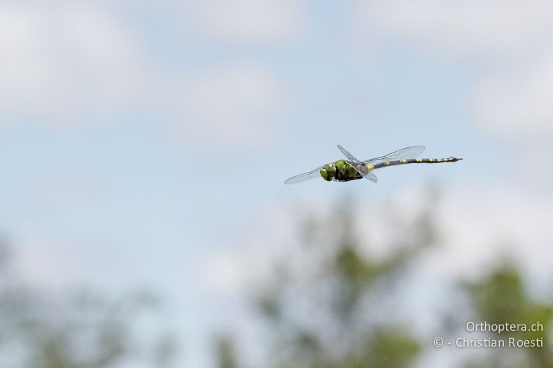 Anax tristis, Black Emperor ♂ - SA, Limpopo, Nylsvlei Nature Reserve, Dinonyane Lodge, 31.12.2014