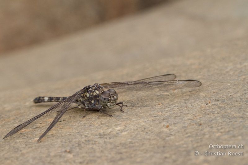 Bradinopyga cornuta, Don-Dwala ♂ - SA, Mpumalanga, Matibidi, Seitenbach vom Blyde River, 10.01.2015